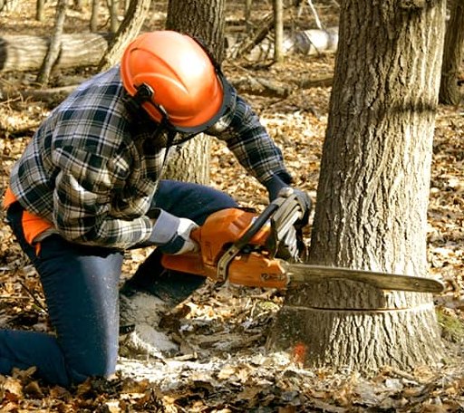Arborist assessing tree health in Nevada